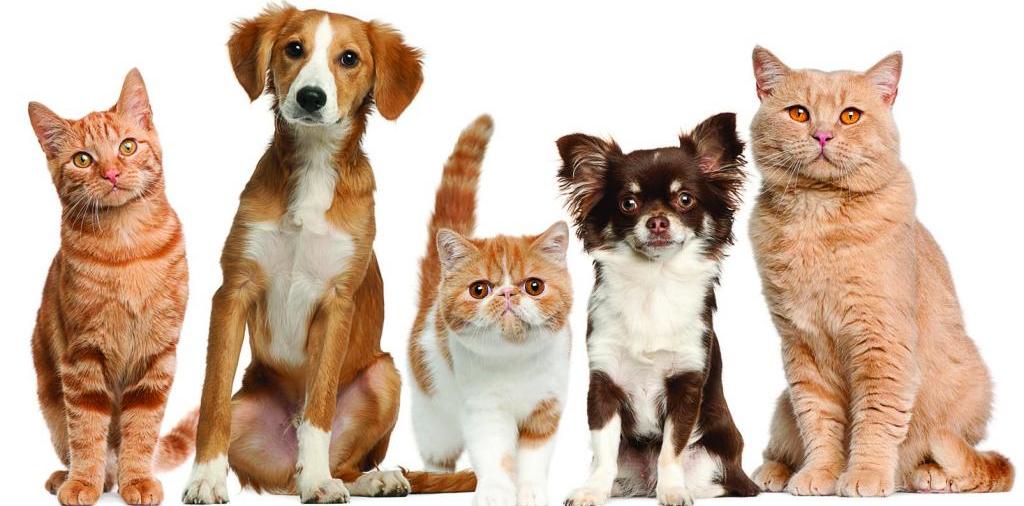 Доска объявлений о животных | ЗооТом - продажа, вязка и услуги для животных в Бирске