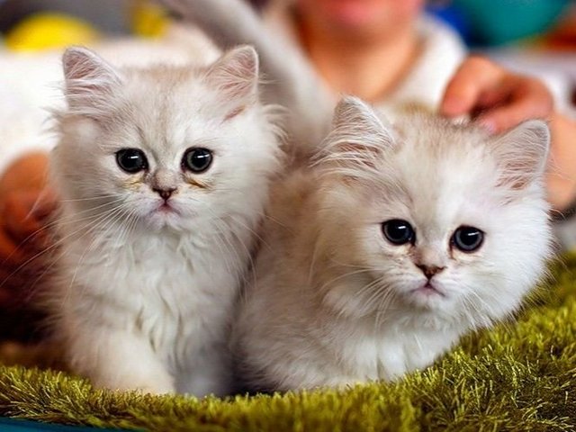 Породы кошек в Бирске | ЗооТом портал о животных