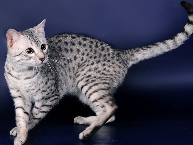Породы кошек в Бирске | ЗооТом портал о животных
