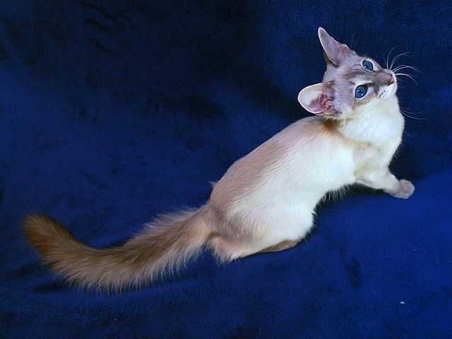 Выведенные породы кошек в Бирске | ЗооТом портал о животных