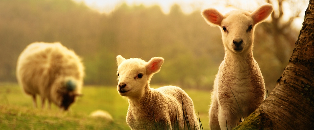 Объявления о сельскохозяйственных животных | ЗооТом - продажа, вязка и услуги для животных в Бирске