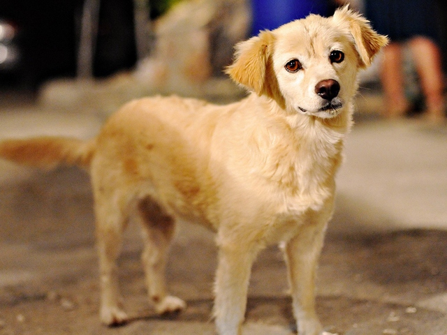 Породы собак в Бирске | ЗооТом портал о животных