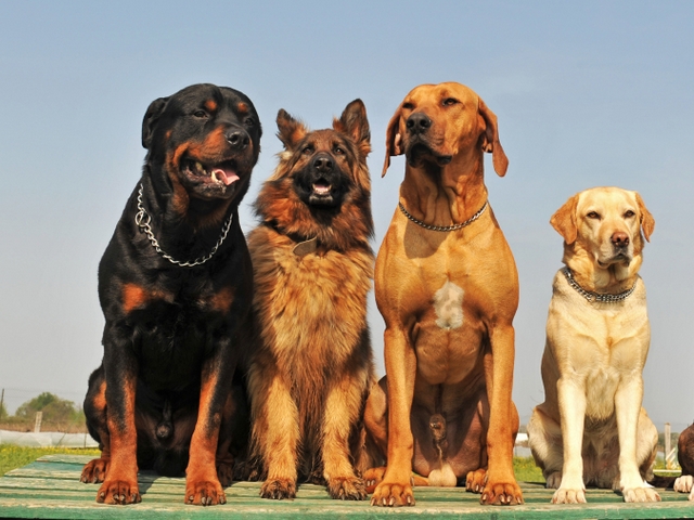 Крупные породы собак в Бирске | ЗооТом портал о животных